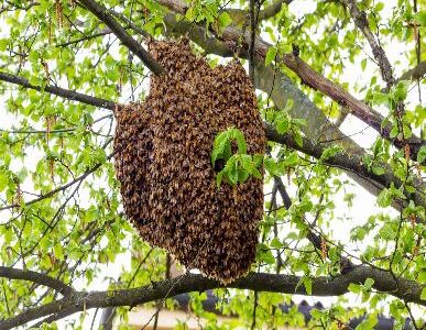 beekeeping professional